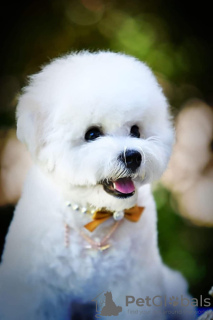 Photo №2 de l'annonce № 115398 de la vente bichon à poil frisé - acheter à Serbie éleveur