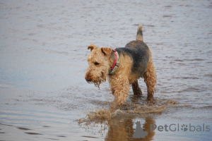 Photo №1. airedale terrier - à vendre en ville de Glenmaye | négocié | Annonce №168776