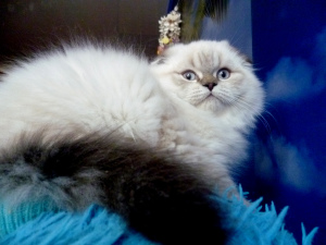 Photo №1. scottish fold - à vendre en ville de Chelyabinsk | 142€ | Annonce № 3773