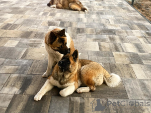 Photo №3. Akita américain ZKWP/FCI. Pologne