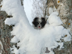 Photos supplémentaires: Spitz allemand, petite fille