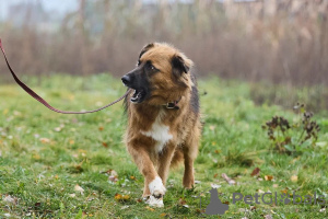 Photos supplémentaires: Le chiot affectueux, doux et curieux Ciri est à la recherche d'un foyer.