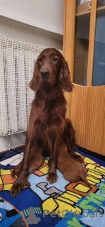 Photo №3. Chiots rouges du setter rouge irlandais. Ukraine