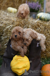 Photos supplémentaires: Caniche miniature