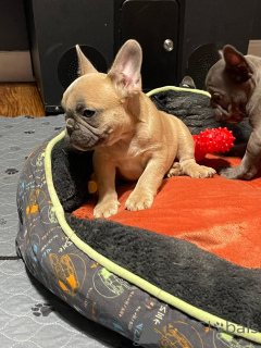 Photo №3. AXEL Adorable Frenchie mâle bleu uni !!! Chiot très vif et fougueux. Il a 8. Pologne