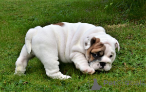 Photo №2 de l'annonce № 135288 de la vente  - acheter à Malte 