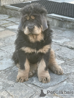 Photo №1. dogue du tibet - à vendre en ville de Wrocław | 1100€ | Annonce №18645