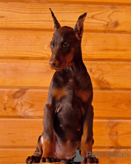 Photo №2 de l'annonce № 138750 de la vente dobermann - acheter à Allemagne annonce privée