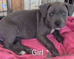 Photo №3. Hervorragender Wurf blauer Staffordshire Bullterrier-Welpen.. Allemagne