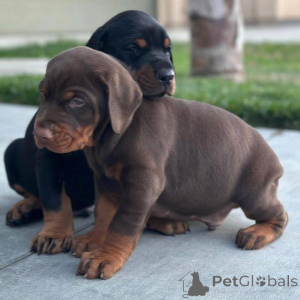 Photo №1. dobermann - à vendre en ville de Mexique | 727€ | Annonce №172864