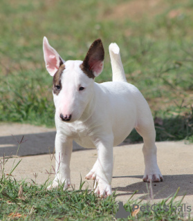 Photo №3. Chiots Mini Bull Terrier. Serbie