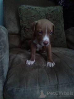 Photo №4. Je vais vendre american pit bull terrier en ville de Bielefeld. annonce privée - prix - 700€