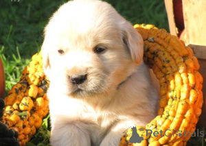 Photo №2 de l'annonce № 143866 de la vente golden retriever - acheter à Suède annonce privée