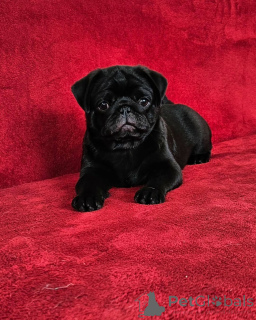 Photo №3. Chiot masculin Pug Femelle Pug Puppy 750 mâle 850 Femelle Brasher Falls NY Prêt. USA
