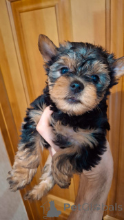Photo №4. Je vais vendre biewer yorkshire terrier, yorkshire terrier en ville de Riga. annonce privée, de la fourrière, éleveur - prix - 550€