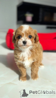 Photo №4. Je vais vendre chien bâtard en ville de Berlin. éleveur - prix - négocié