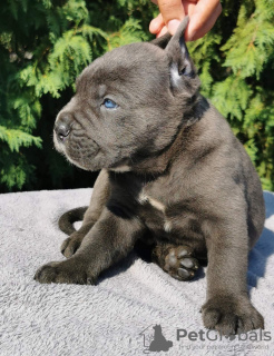 Photo №1. cane corso - à vendre en ville de Belgrade | négocié | Annonce №119974