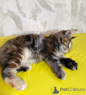 Photo №3. Des conseils de roches principales sont vendus. Fédération de Russie