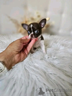 Photo №4. Je vais vendre chihuahua en ville de Paris. éleveur - prix - Gratuit