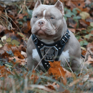 Photos supplémentaires: Chiots Pocket Bully, mâles et femelles, libres de demander