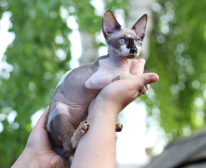 Photo №3. Filles canadiennes Sphynx. Fédération de Russie