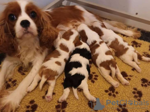 Photo №3. Cavalier King Charles disponible sur réservation. France