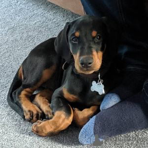 Photo №1. dobermann - à vendre en ville de Sofia | 400€ | Annonce №78869