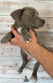 Photos supplémentaires: Abécédaire chiots et adolescents