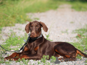 Photo №3. Doberman. Allemagne