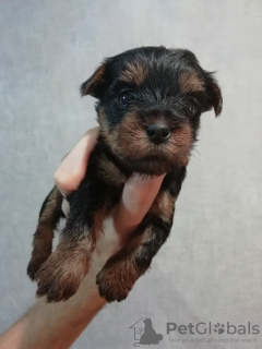 Photo №1. biewer yorkshire terrier, yorkshire terrier - à vendre en ville de Vilnius | 450€ | Annonce №96584