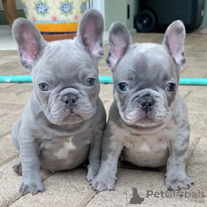 Photo №1. bouledogue - à vendre en ville de Darmstadt | 450€ | Annonce №171432