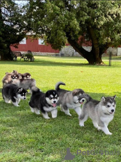 Photo №1. malamute de l'alaska - à vendre en ville de Murcia | négocié | Annonce №176555