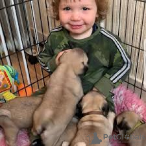 Photo №2 de l'annonce № 126557 de la vente carlin - acheter à Allemagne annonce privée