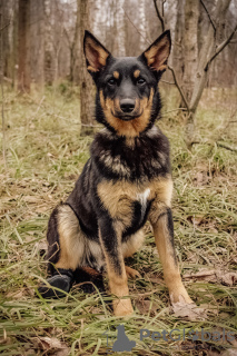 Photo №2 de l'annonce № 9813 de la vente chien bâtard - acheter à Fédération de Russie de l'abri