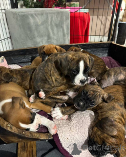 Photo №4. Je vais vendre  en ville de Guelph.  - prix - 775€