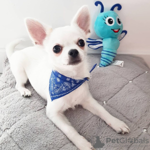 Photo №1. chihuahua - à vendre en ville de Paris | Gratuit | Annonce №16207