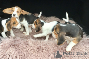 Photo №2 de l'annonce № 123640 de la vente beagle - acheter à Allemagne 