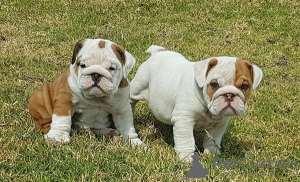 Photo №1. bulldog anglais - à vendre en ville de Бреда | Gratuit | Annonce №123935