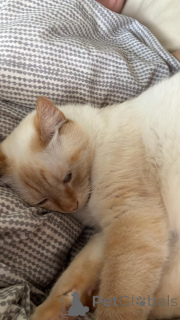 Photo №2 de l'annonce № 142270 de la vente  - acheter à Luxembourg annonce privée