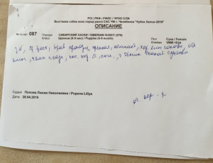 Photo №4. Je vais vendre husky de sibérie en ville de Kopeisk. annonce privée, de la fourrière, éleveur - prix - 429€