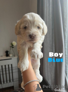 Photo №1. labradoodle - à vendre en ville de Berlin | 350€ | Annonce №107496