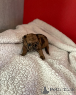 Photo №1. bouledogue - à vendre en ville de Paris | 2500€ | Annonce №163038