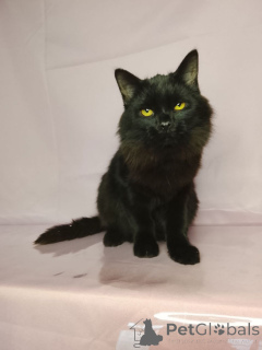 Photo №1.  - à vendre en ville de Rivière moscou | Gratuit | Annonce № 160285