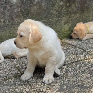 Photo №2 de l'annonce № 165329 de la vente labrador retriever - acheter à L'Autriche éleveur