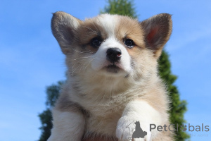 Photo №3. Welsh Corgi - Pembroke. Serbie