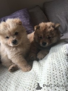 Photo №1. chow-chow - à vendre en ville de Munich | 700€ | Annonce №140134