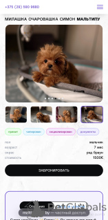 Photo №4. Je vais vendre maltipu en ville de Vitebsk. de la fourrière - prix - 1600€