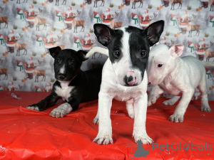 Photo №1. bull terrier - à vendre en ville de Vilnius | 950€ | Annonce №175422