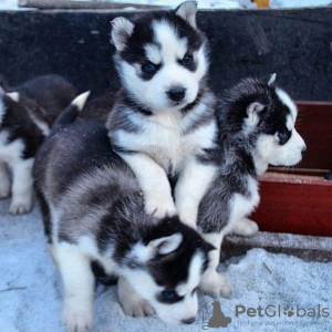 Photo №1. husky de sibérie - à vendre en ville de Aalst | 250€ | Annonce №120195