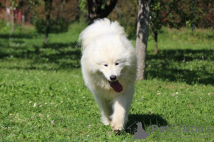 Photos supplémentaires: Beau chiot Samoyède